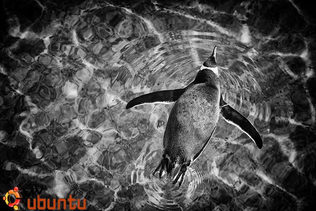 b_675_675_16777215_10_images_111_penguin_swimming.jpg